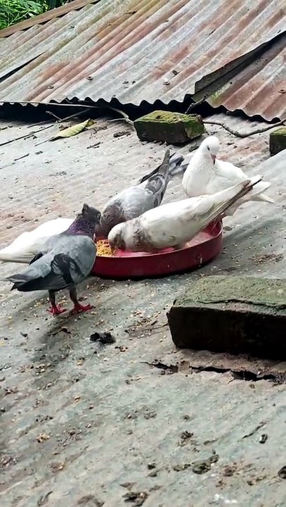 Pigeon Feeding
