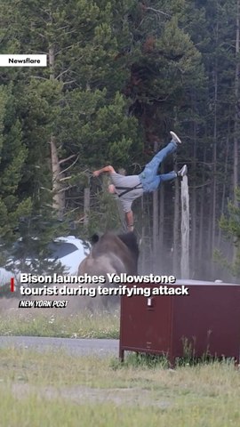 Tourist gets tossed eight feet in the air by charging Bison in Yellowstone