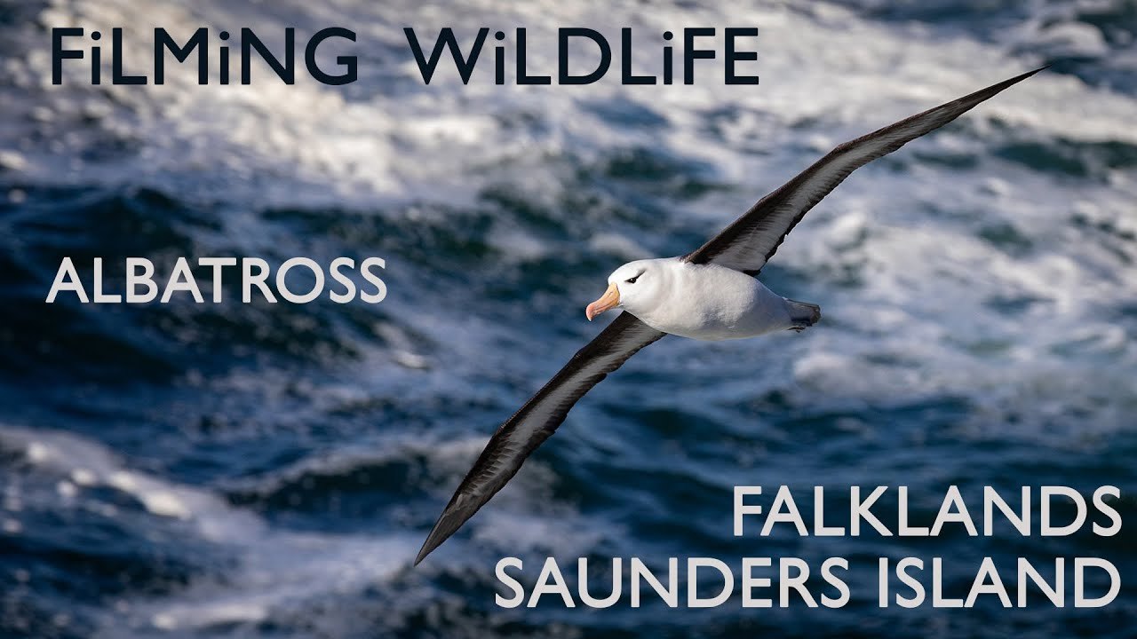 Filming Wildlife on the Falklands : Black-browed Albatross & Rockhopper Penguins on Saunders Island