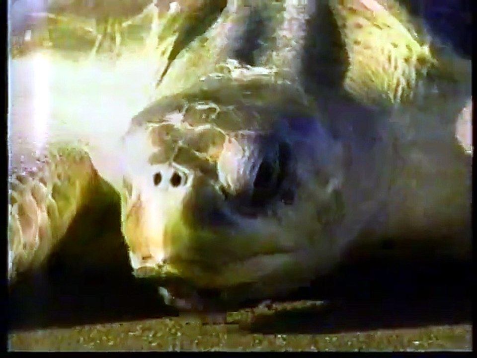 Rhombus Classical Symphony on TVO (1991)