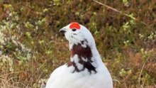 Listening to the chick talk #thechickentalk #chicken #pet #talking #petchicken