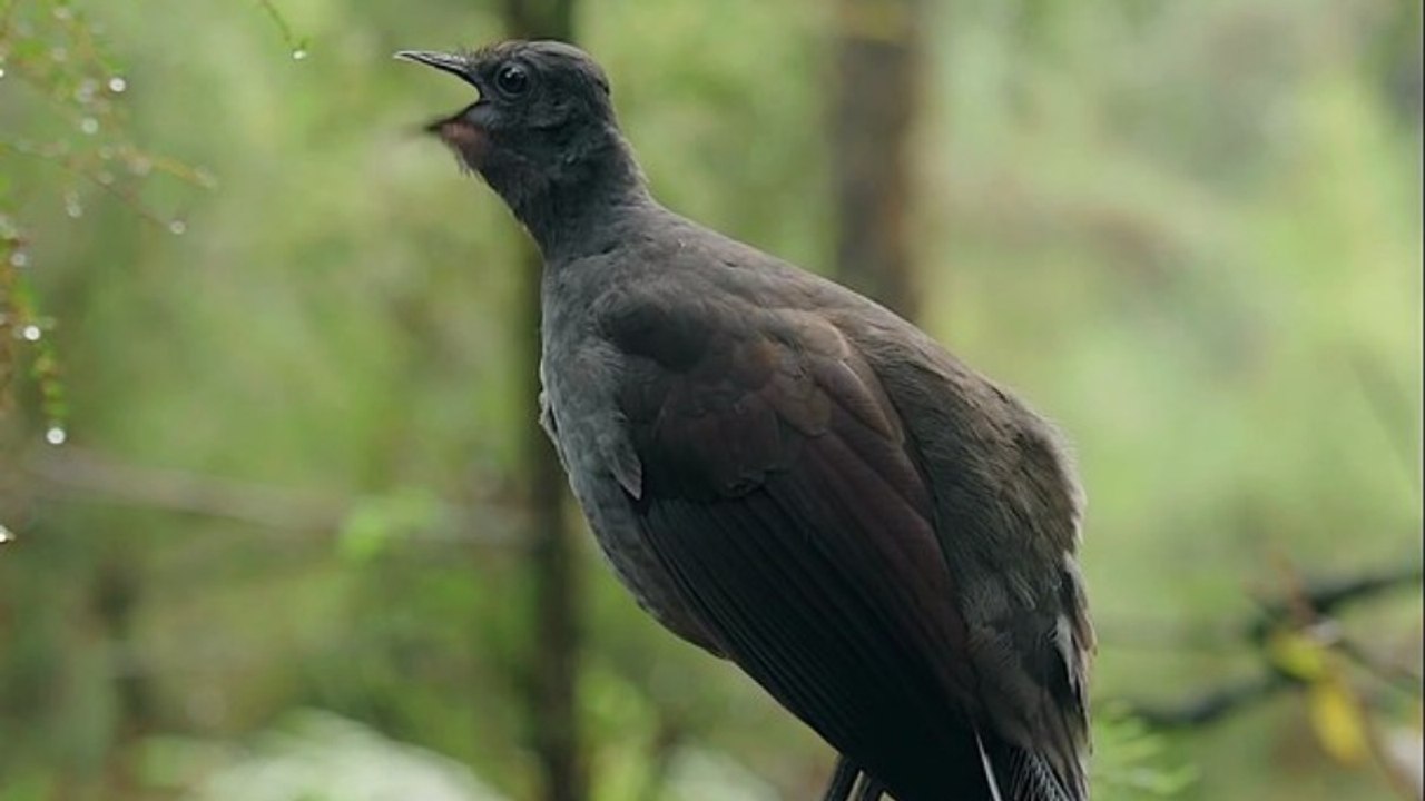 Lyrebird calling from a perch on a cold winter morning ⛅️ I’m currently in the forest, filming for my lyrebird documentary so I’m unable to edit new content.  To keep my page active, here’s a clip from last year  If you’d like to support my filming proc