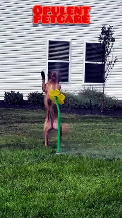 Sunflower Sprinkler for Dogs – Keep Your Pup Cool & Playing All Summer