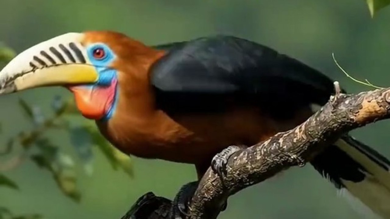 The Stunning Rufous-necked Hornbill | Rare & Beautiful Bird in the Wild 🐦🌿 #Hornbill #Birds #Wildlife #Nature #BirdWatching ExoticBird BeautifulBird NatureLovers WildlifePhotography ForestLife