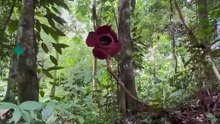 maior flor do mundo Rafflesia arnoldii