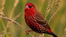 Red Avadavat (Strawberry Finch) – India's Tiny Ruby of the Grasslands The Red Avadavat, also known as the Strawberry Finch or Red Munia, is one of the most beautiful finches found across the Indian subcontinent. During the breeding season, the male transf