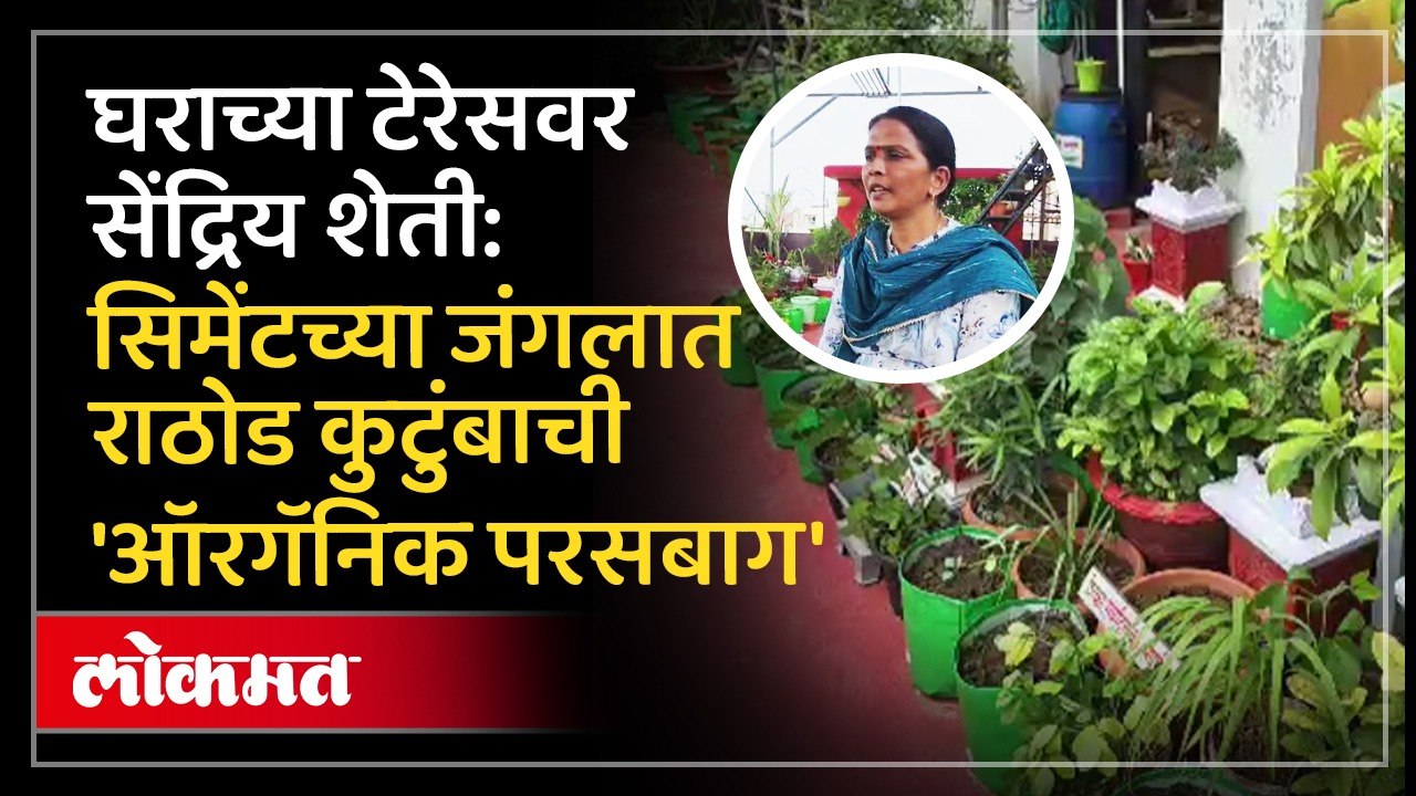 ५० फूट उंचीवर फुलवली 'सेंद्रिय परसबाग'; राठोड कुटुंबाची प्रेरणादायी किमया! Organic Terrace Garden