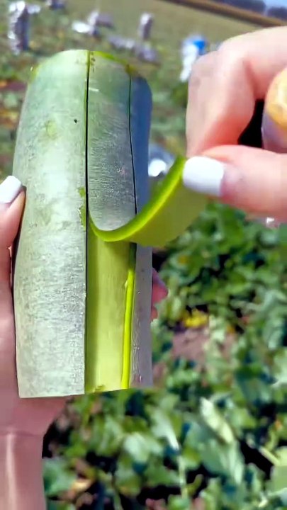 Oddly Satisfying Modern Agriculture & Harvesting Videos 🌾✨