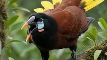 Montezuma Oropendola – A Stunning Tropical Bird in the Wild 🐦🌿 #MontezumaOropendola #TropicalBird #Wildlife #BirdPhotography #Nature BirdWatching NatureLovers WildBirds BeautifulBird