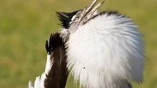 Great Bustard in Stunning Breeding Display | One of the World's Heaviest Flying Birds #GreatBustard #Bustard #Wildlife #Birds #BirdWatching Nature NatureLovers