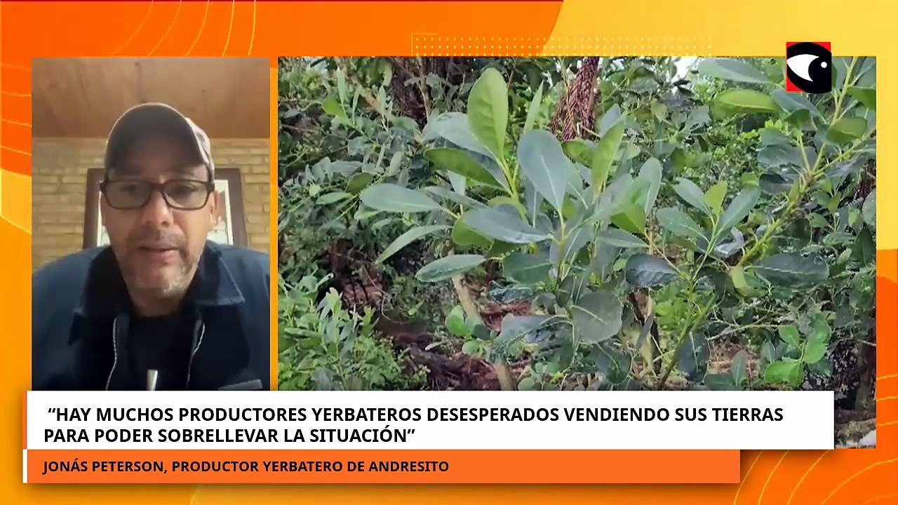 “Hay muchos productores yerbateros desesperados vendiendo sus tierras para sobrellevar la situación”