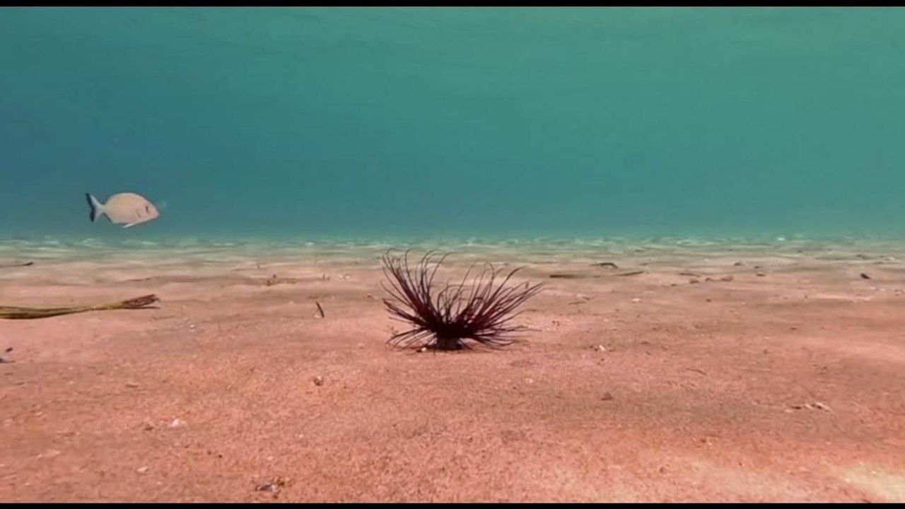 La biodiversità marina che resiste anche nei santuari del turismo
