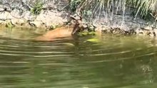 Heroic Rescue: Man Saves Stranded Roe Deer from Canal