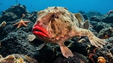 🐠 Imagine discovering a fish that walks instead of swims!
