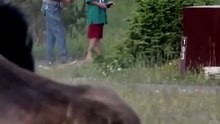 Catapulté à plus de deux mètres par un bison : Un homme frôle la mort à Yellowstone