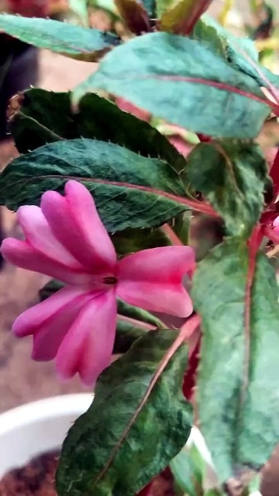 video_20260531_181857