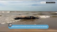 Baleia-jubarte é encontrada morta na Praia do Pontal do Ipiranga