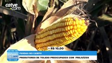 Produtores reclamam de preço baixo do milho e dizem que situação ameaça renda no campo
