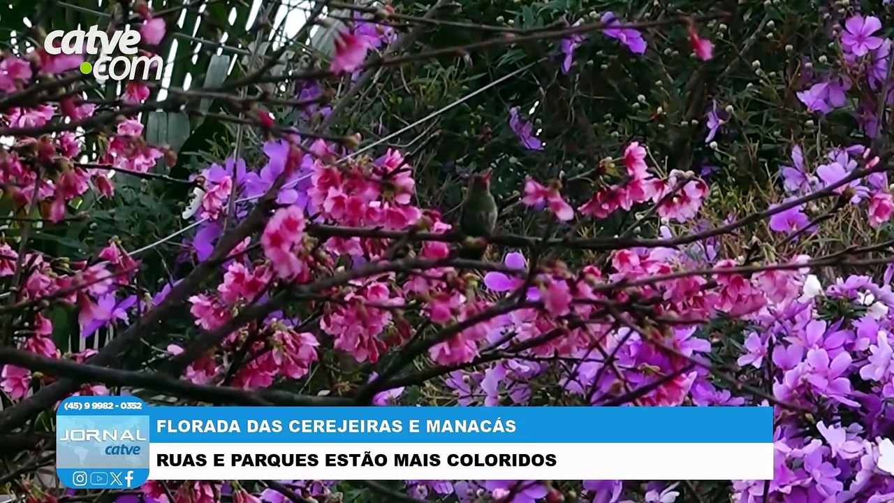 Florada de cerejeiras e manacás transforma ruas de Cascavel em cartões-postais