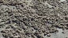 Organismos marinhos voltam a aparecer e chamam a atenção na orla da Praia do Cassino