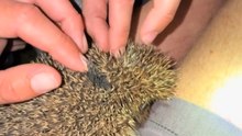 Heartwarming Rescue: Man Saves Stranded Hedgehogs on His Drive