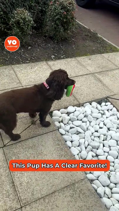 Dog's Heartwarming Reaction Reveals Mom's Boyfriend as the Favorite