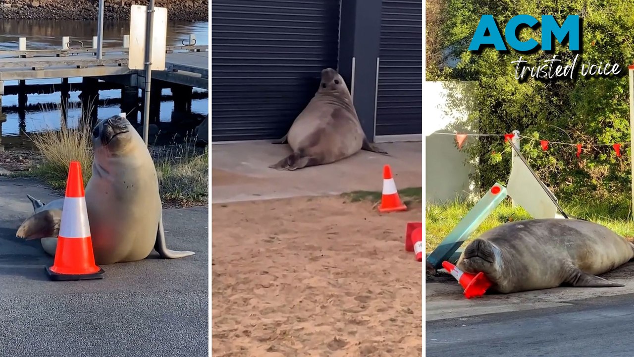 Neil the Seal’s most memorable moments