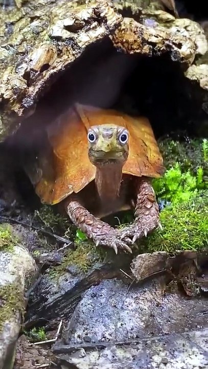 That turtle looked at me like I owed him money 💵🔥