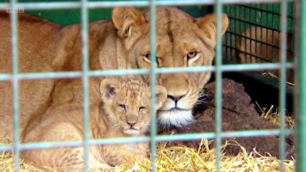 Animal Park S26E01