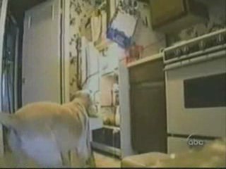 Le chien le meilleur ami de l homme en folie