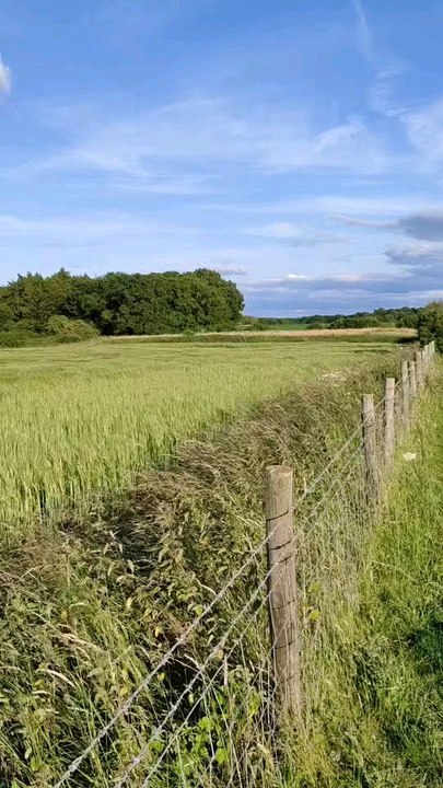 Wheat field