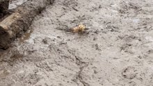 Heroic Rescue: Man Liberates Chick from Muddy Predicament
