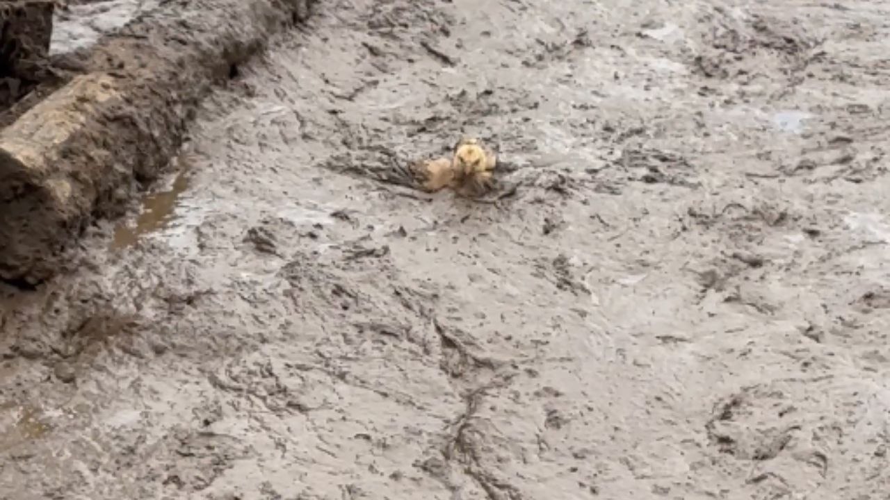 Heroic Rescue: Man Liberates Chick from Muddy Predicament