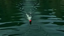 fishing fish