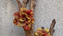 Decoração de jardim feito com tronco de jaboticaba e flor de EVA