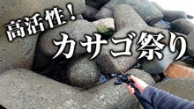 【穴釣り】高活性！カサゴ祭り！穴釣りシーズン開幕！