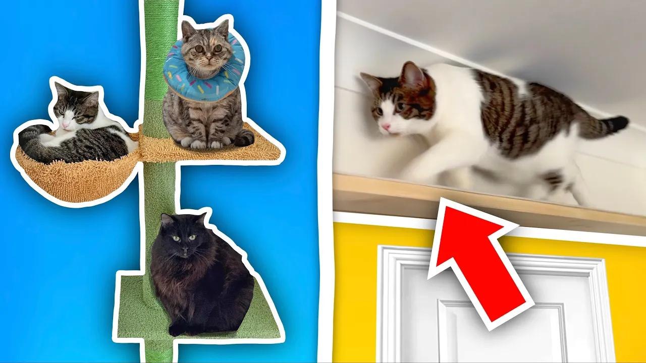 J'ai installé des passerelles pour chats partout dans ma maison !