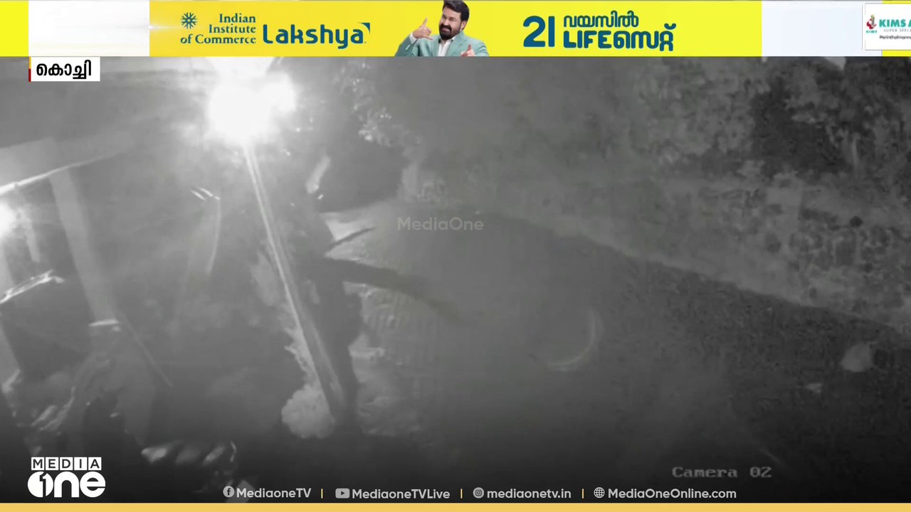 അതിരപ്പിള്ളിയിൽ നിന്നും തുരത്തുന്ന എറണാകുളത്ത് എത്തുന്നു; ആശങ്കയിൽ നാട്ടുകാർ