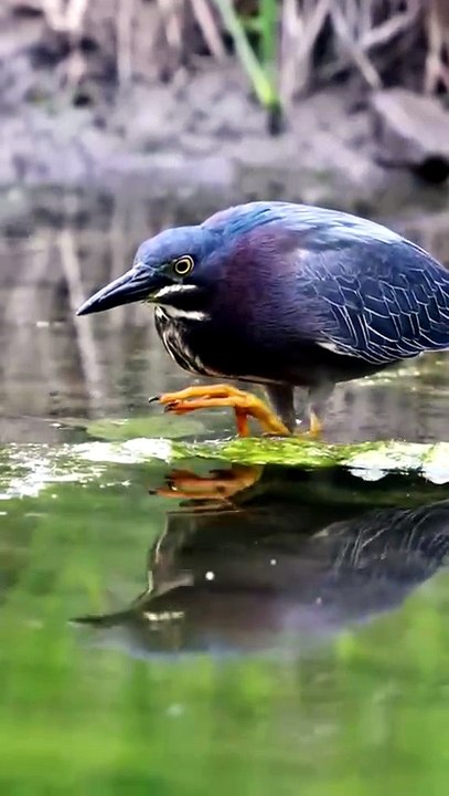 Incredible Close Up Wildlife Footage Of A Green Heron Skillfully Catching Fish In Mossy Pond