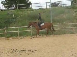 Pangio, barres au sol