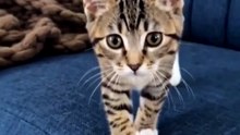 My Kitten Was Raised by Dogs... Now She Barks 🐱🐶