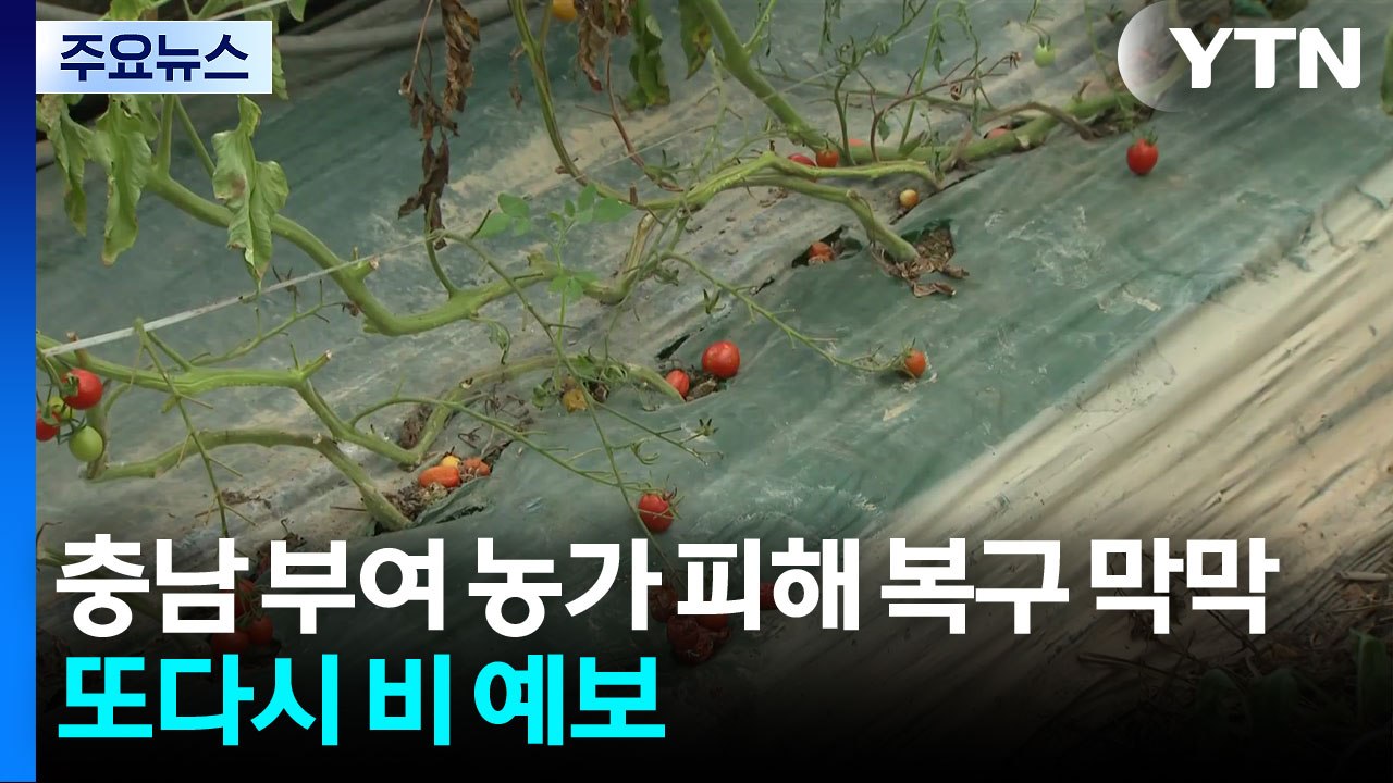 충남 부여 농가 피해 복구 막막...또다시 비 예보 / YTN