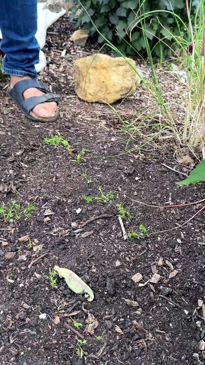 Comment protéger ses jeunes plants : conseils pour le jardinage sans travail du sol