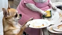 Just a normal day in a Chihuahua marriage