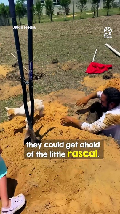 Baby Goat Rescued from Deep Hole and Reunited w...