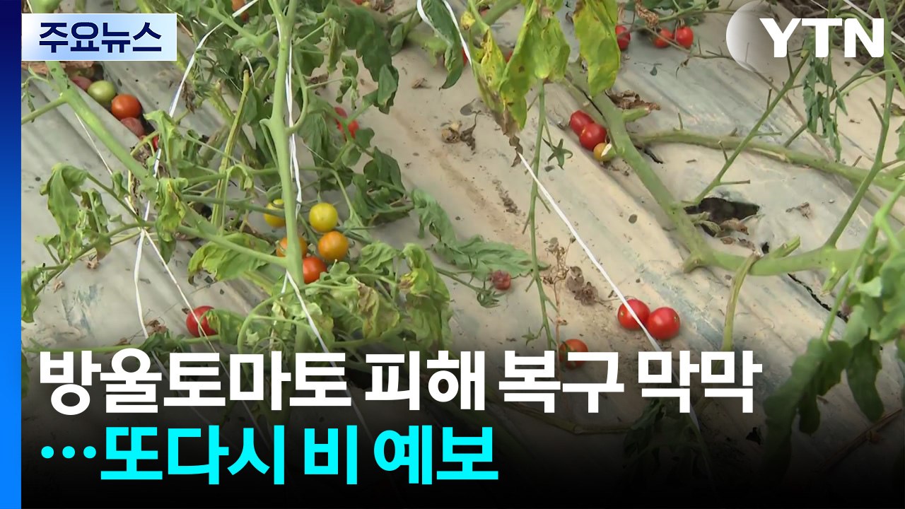 방울토마토 농가 피해 복구 막막...또다시 비 예보 / YTN