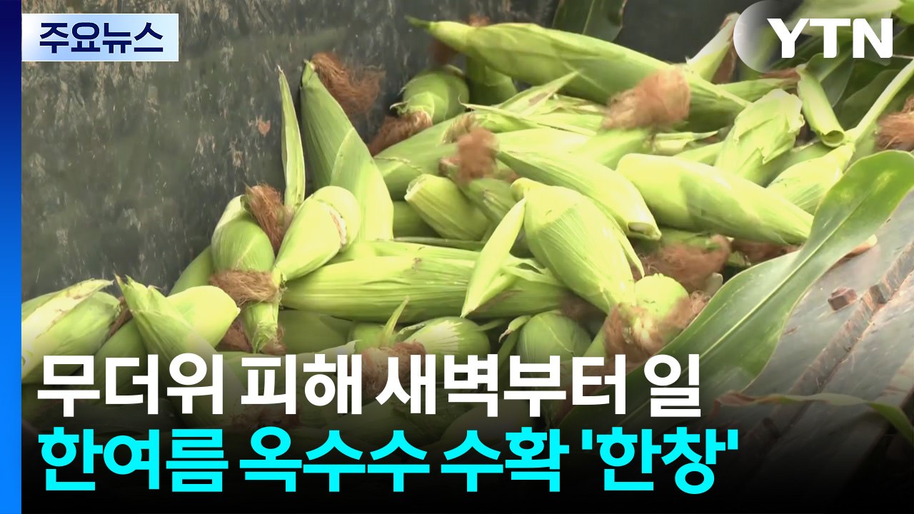 무더위 피해 새벽부터 일...한여름 옥수수 수확 '한창' / YTN