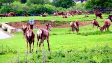 Animal Park Season 2025 Episode 4