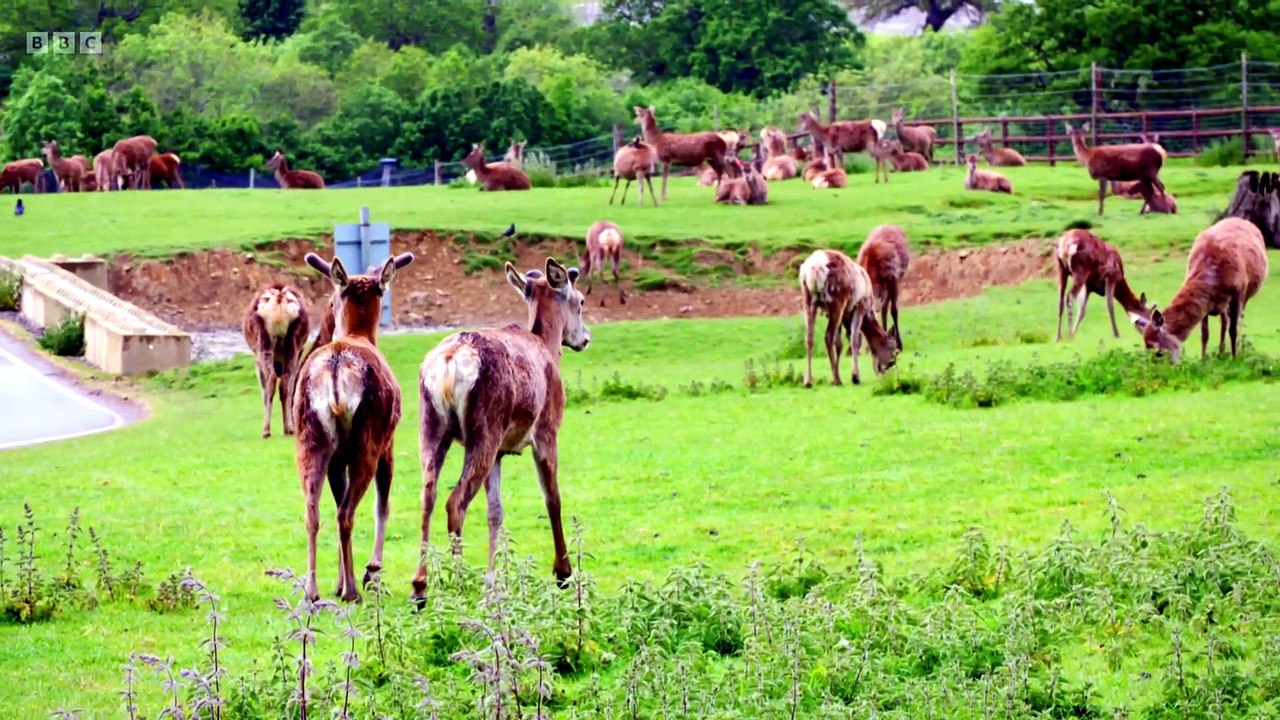 Animal Park Season 2025 Episode 4