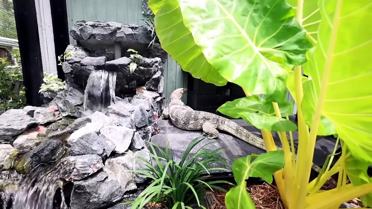 I Rescued a REPTILE and Built it a DREAM Enclosure!!